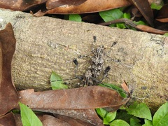 Steirastoma histrionicum