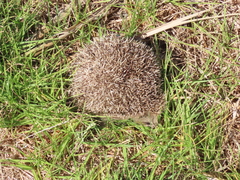 Erinaceus europaeus