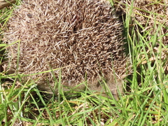 Erinaceus europaeus