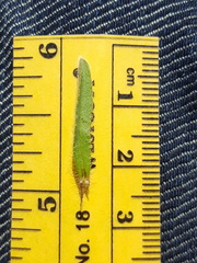 Lappula occidentalis occidentalis