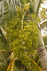 Pseudophoenix sargentii