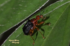 Hoplapoderus hystrix
