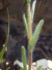 Lappula occidentalis occidentalis