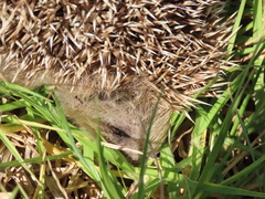 Erinaceus europaeus