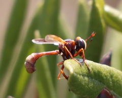 Physocephala marginata