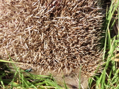 Erinaceus europaeus