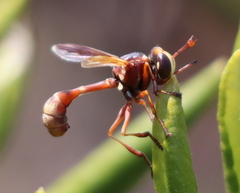Physocephala marginata