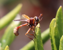 Physocephala marginata