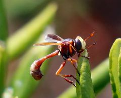 Physocephala marginata