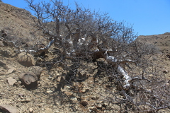 Pachycormus discolor