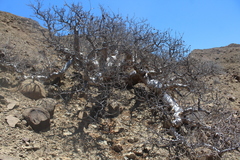 Pachycormus discolor