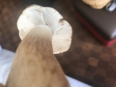 Boletus atkinsonii