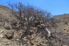 Pachycormus discolor