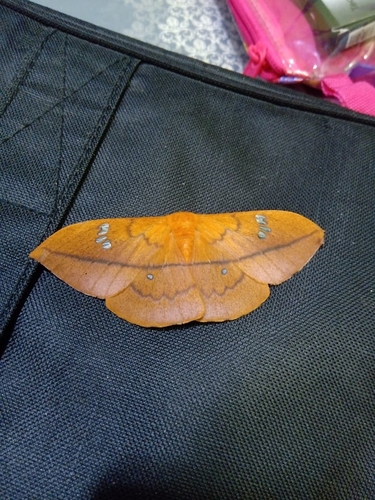 Cricula Silkmoth (Cricula trifenestrata) · iNaturalist
