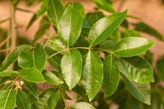 Zanthoxylum flavum