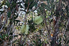 Melaleuca pallida
