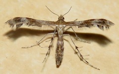 Dejongia californicus