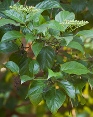 Premna odorata