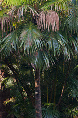 Saribus rotundifolius