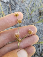 Juncus nevadensis