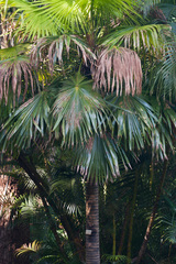 Saribus rotundifolius