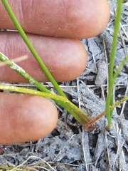 Juncus nevadensis