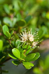 Terminalia molinetii