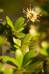 Terminalia molinetii