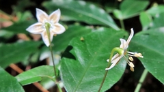 Capsicum campylopodium