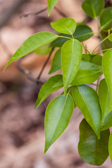 Amyris balsamifera