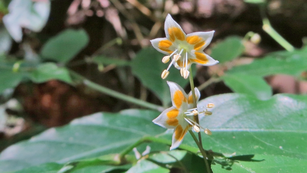 Capsicum campylopodium