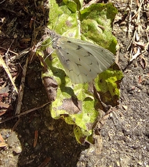 Hesperocharis paranensis