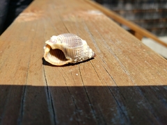 Nassarius fossatus
