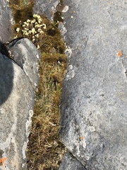 Saxifraga cespitosa