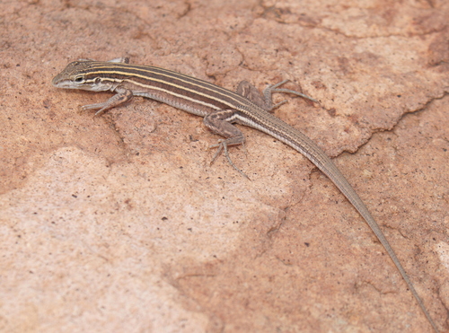 Desert Grassland Whiptail