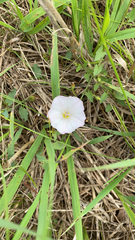 Convolvulus arvensis