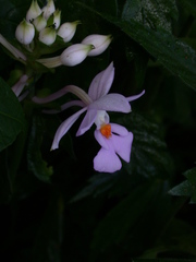 Calanthe dominyi