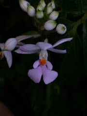 Calanthe dominyi
