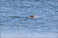 Arctocephalus pusillus