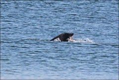 Arctocephalus pusillus