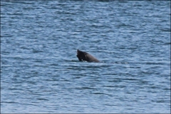 Arctocephalus pusillus