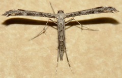 Hellinsia inquinatus