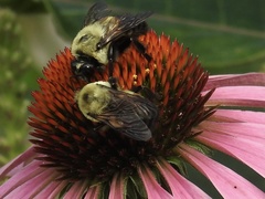 Bombus griseocollis