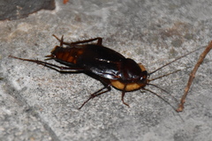 Blatta orientalis
