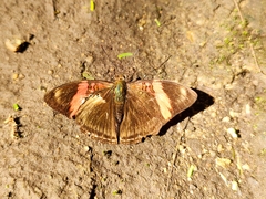 Adelpha lycorias