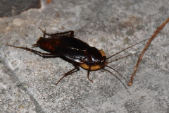Blatta orientalis