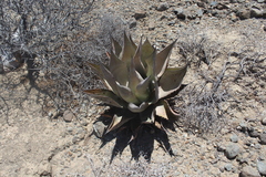 Agave sebastiana