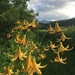 Canada Lily - Photo (c) ross_ny, some rights reserved (CC BY-NC)