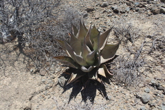 Agave sebastiana