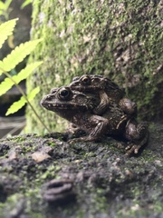 Glandirana rugosa